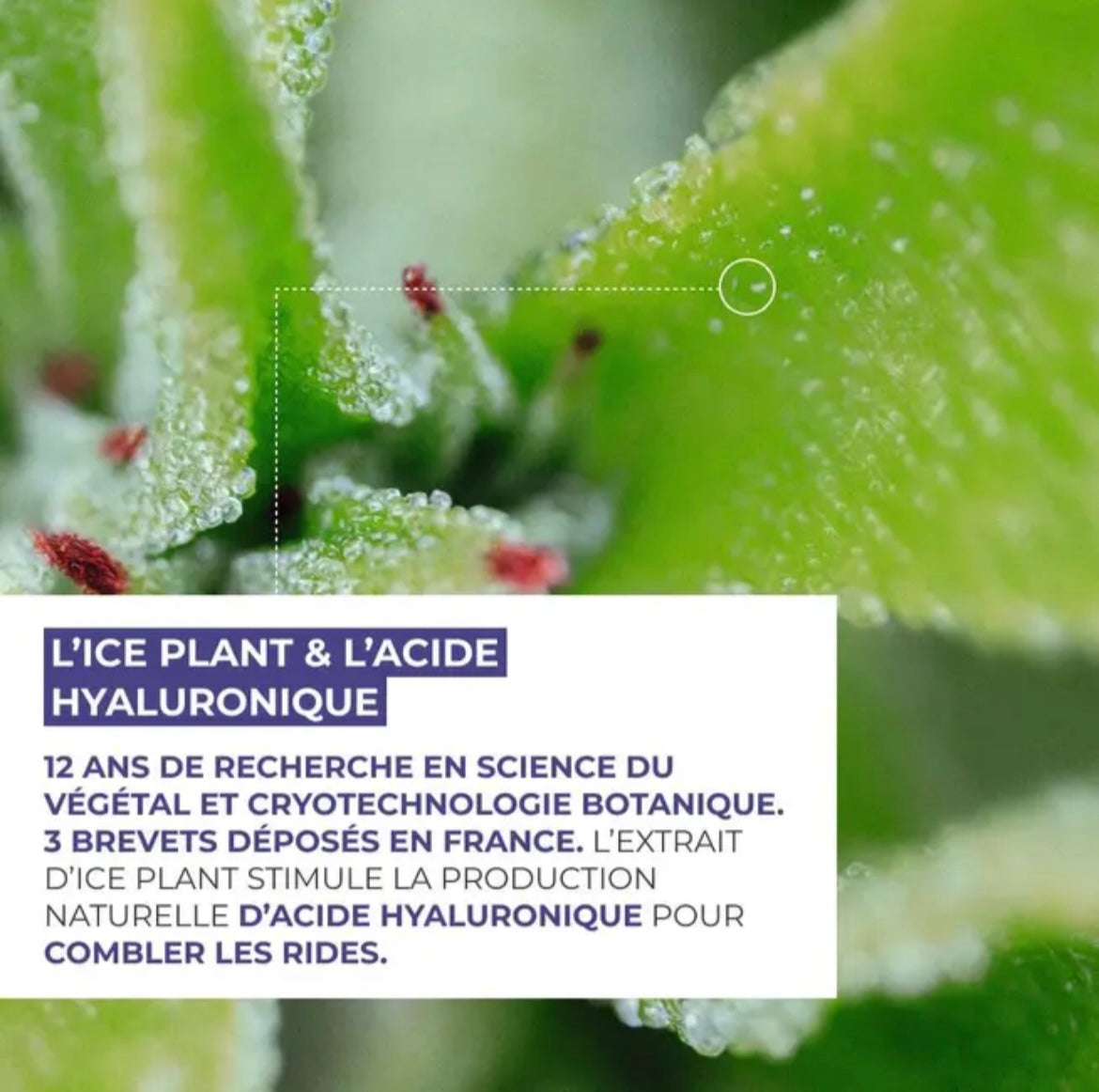 Grand Soin Anti-Rides Visage, Cou Décolleté